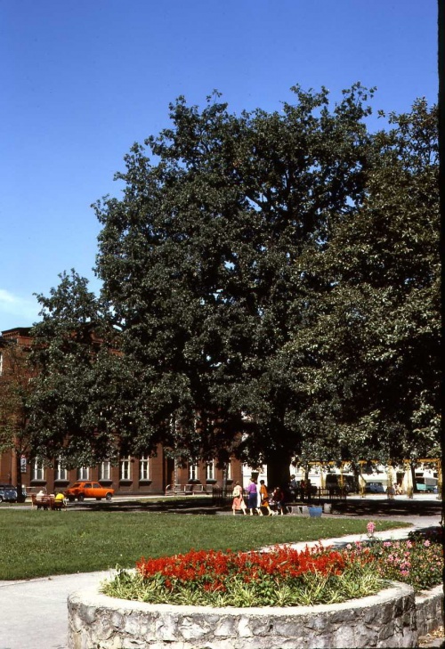 Dąb posadzony na rynku kościelnym w 1871 r. szybko uzyskał pomnikowe rozmiary. Jeszcze kilka lat temu w wyniku nieznajomości jego prawdziwej metryki, sądzono, że drzewo ma ok. 300 lat. (fot. R. Reed, 1978 r., AWUOZL)